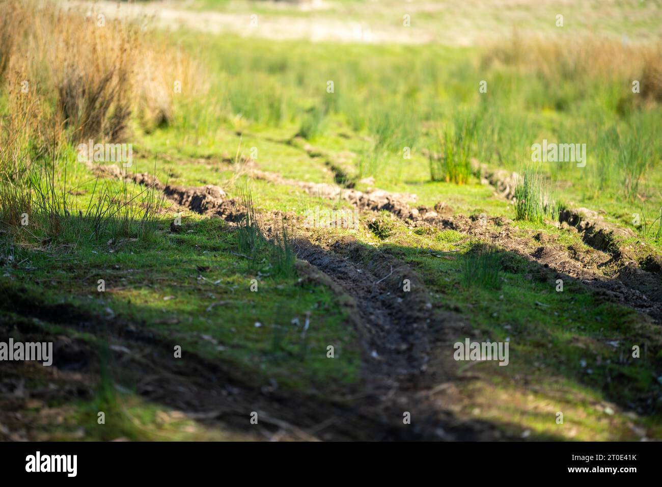 Hole with Muddy Water and Mud and Grass Stock Image - Image of grass,  nature: 175841205