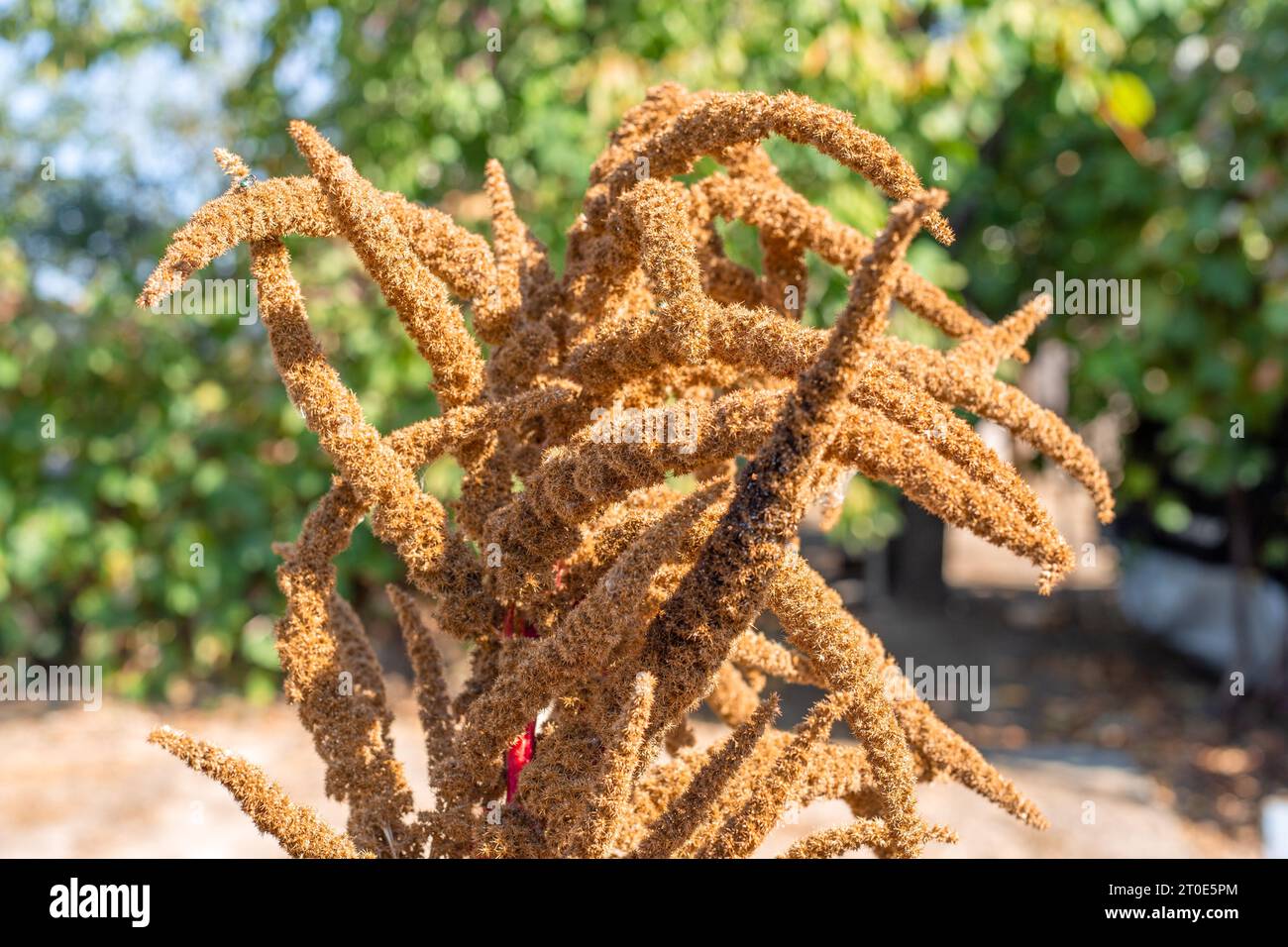 ripened seeds of the agricultural plant vegetable amaranth. Stock Photo