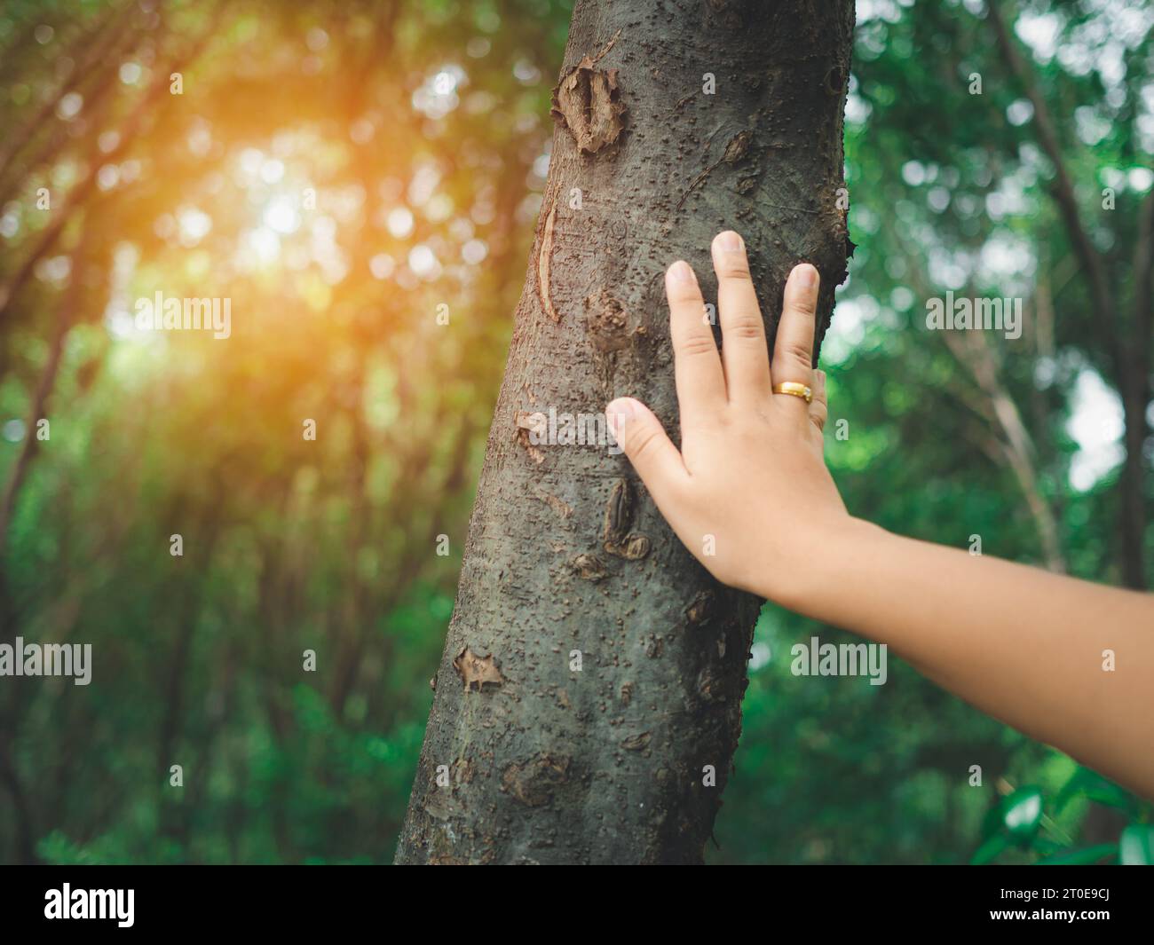 Human hand touching tree in the forest. Concept of people love nature and tree to protect from deforestation and pollution or climate change. earth da Stock Photo