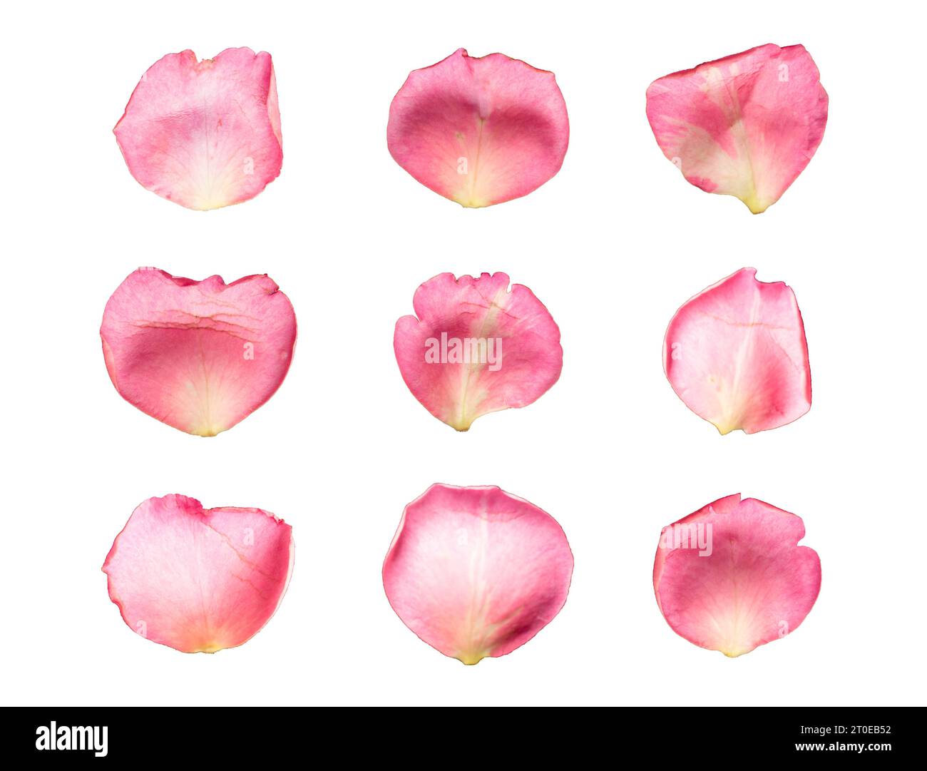 Set of 9 pink color rose petals on a white background or transparent ...