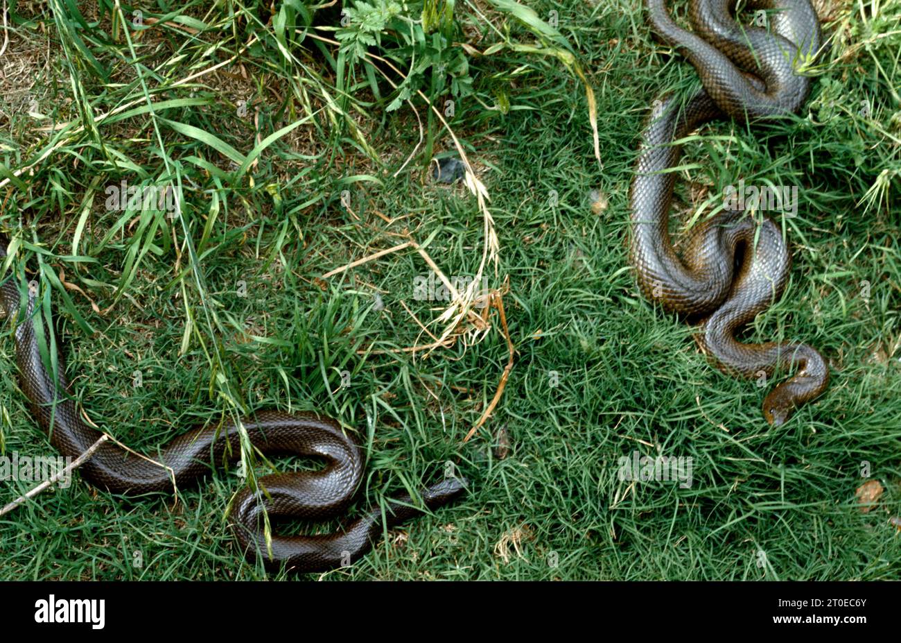Grass Snakes (Natrix Natrix) Non Venomous Semi Aquatic Snakes Stock Photo