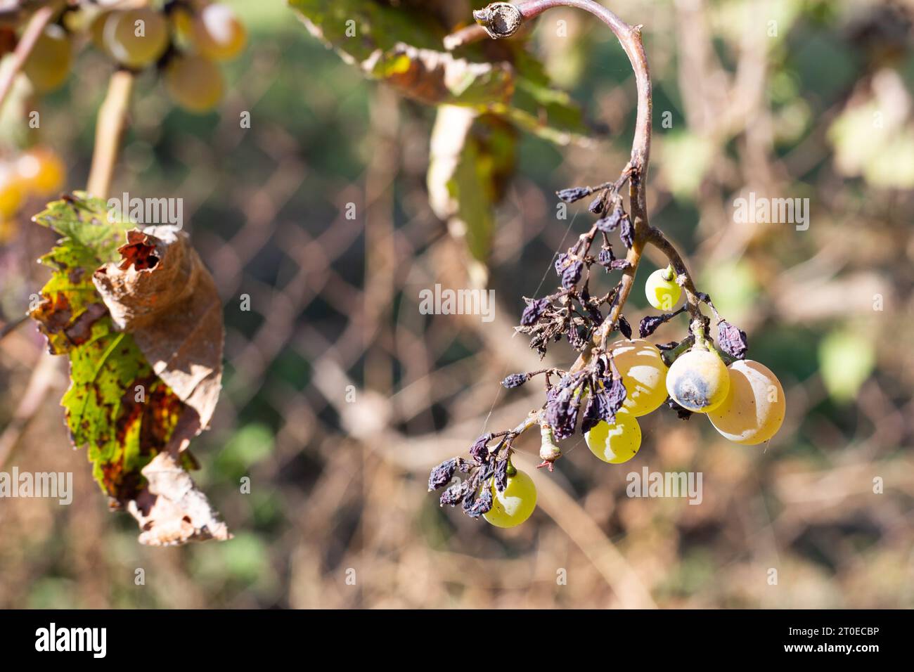 sick dried grapes. Bunches of green grapes with dried fruits on the vine. Stock Photo