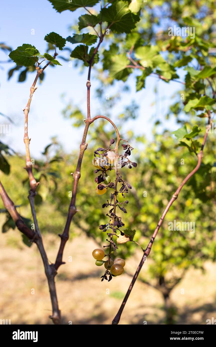 sick dried grapes. Bunches of green grapes with dried fruits on the