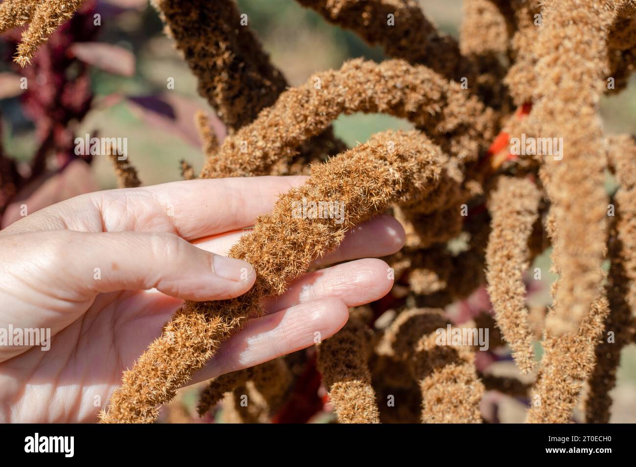 The gardener holds the ripened seeds of the agricultural plant vegetable amaranth in his hand. Stock Photo