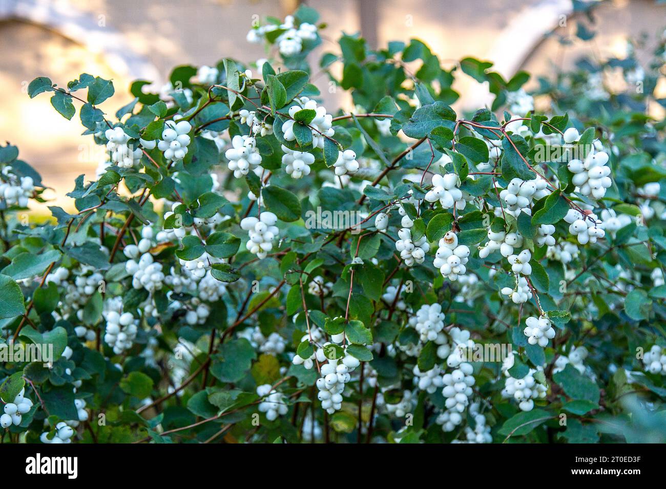 Indian currant, waxberry (Symphoricarpos albus) with fruits Stock Photo