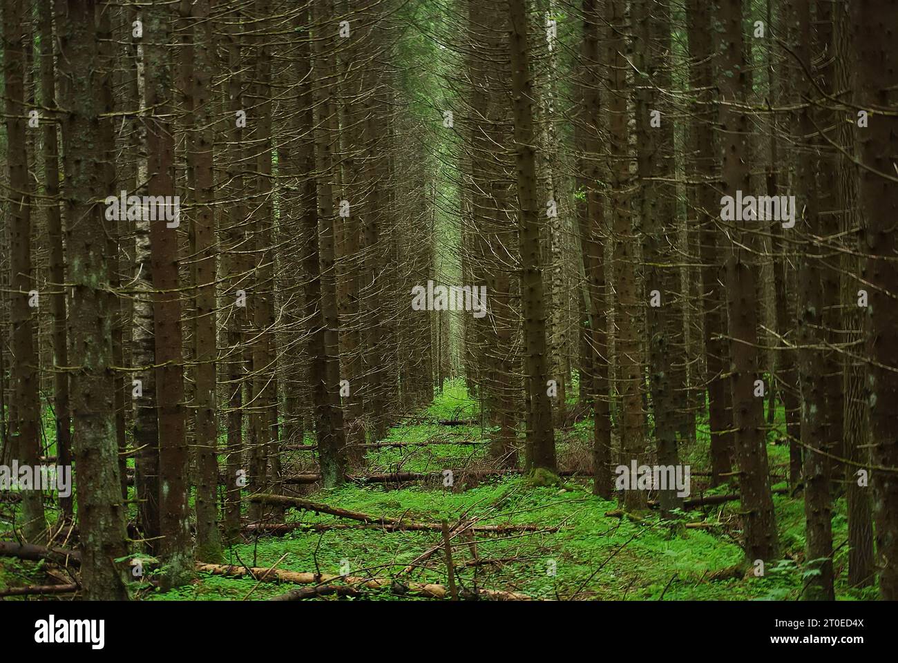 Homogeneous forest hi-res stock photography and images - Alamy