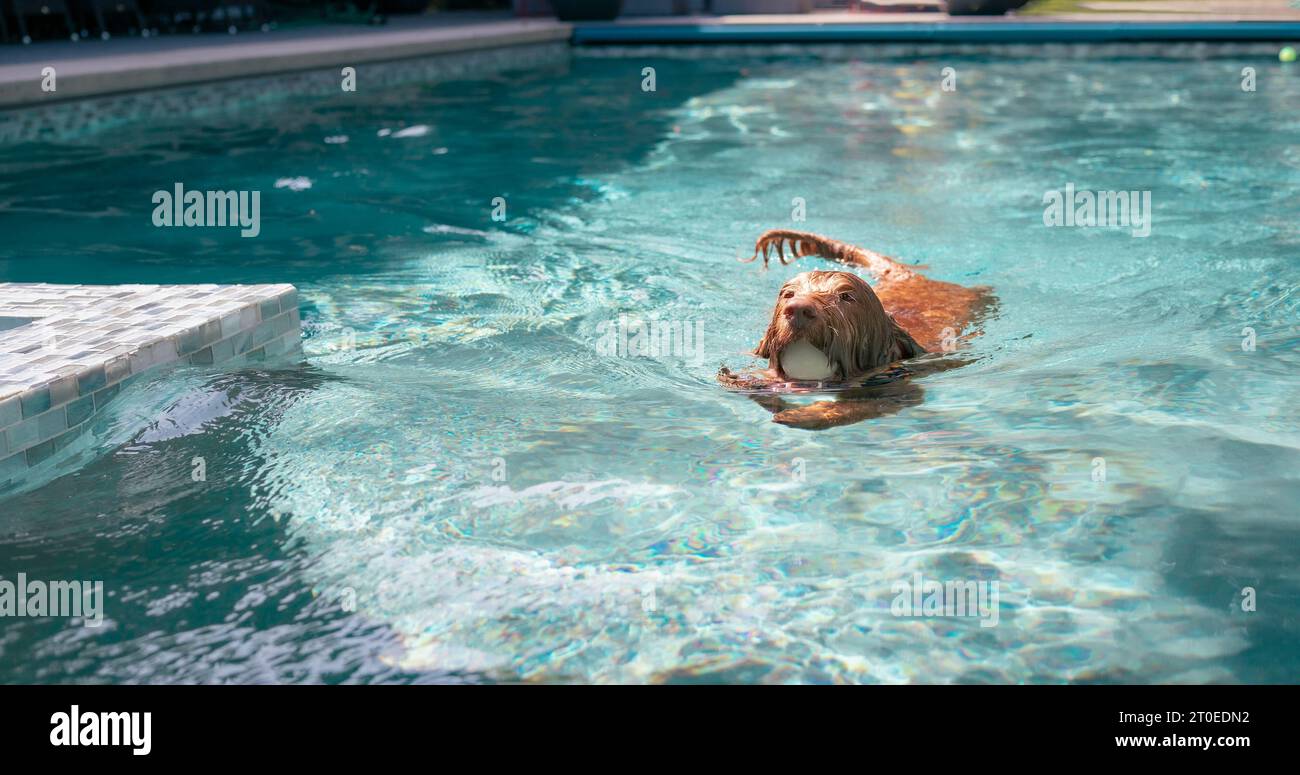 Dog swimming in pool with ball in mouth. Cute Labradoodle dog paddling