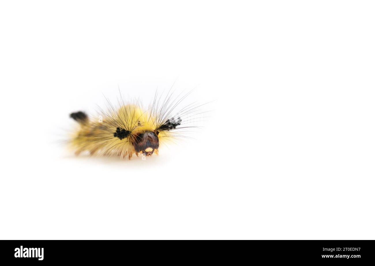Fuzzy yellow caterpillar, front view. Rusty tussock moth caterpillar or Orgyia antiqua (L.)  Long yellow hairs and tufts. Stinging hairs can cause ski Stock Photo