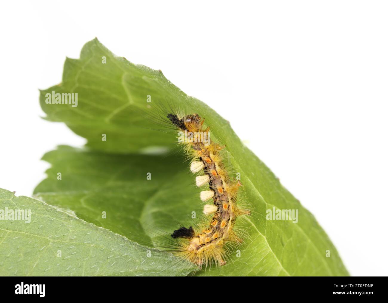 Fuzzy caterpillar on leaf. Side profile or rusty tussock moth caterpillar or Orgyia antiqua (L.) Long yellow hairs, orange dots and tufts. Stinging ha Stock Photo