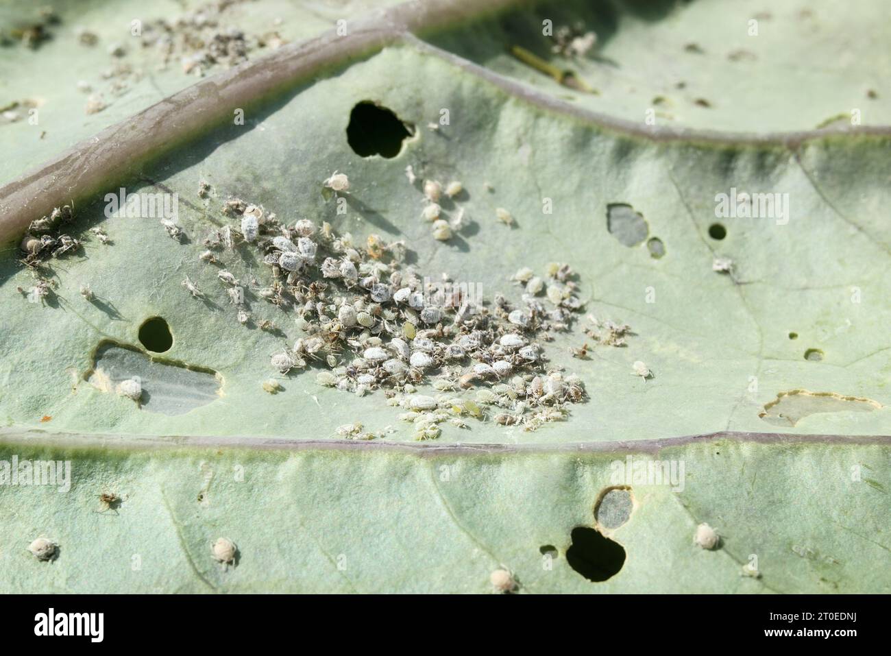 Grey aphid infestation and cabbage butterfly larvae damage on purple turnip leaf. Perspective view of large cluster of cabbage aphids or Brevicoryne b Stock Photo