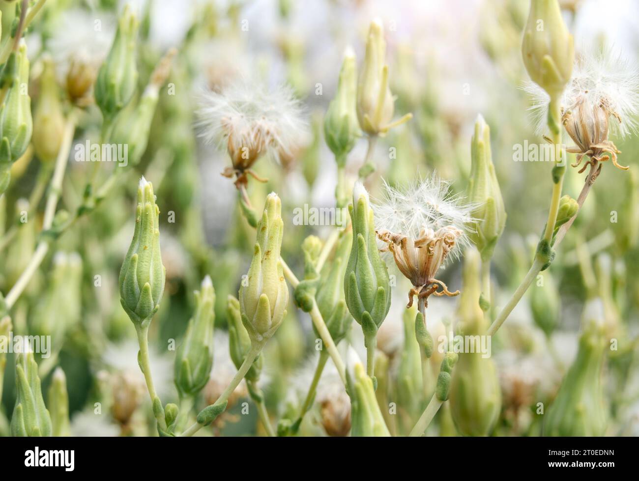 Lettuce blooming. Many green seed pods and white fluffy flowers on