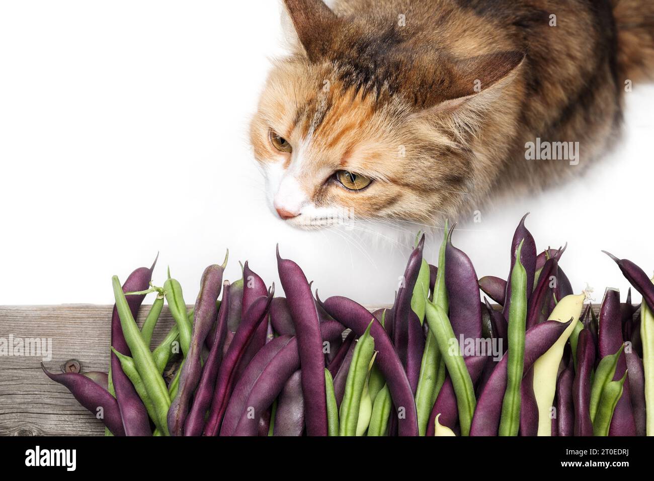 Cat beans hi res stock photography and images Alamy