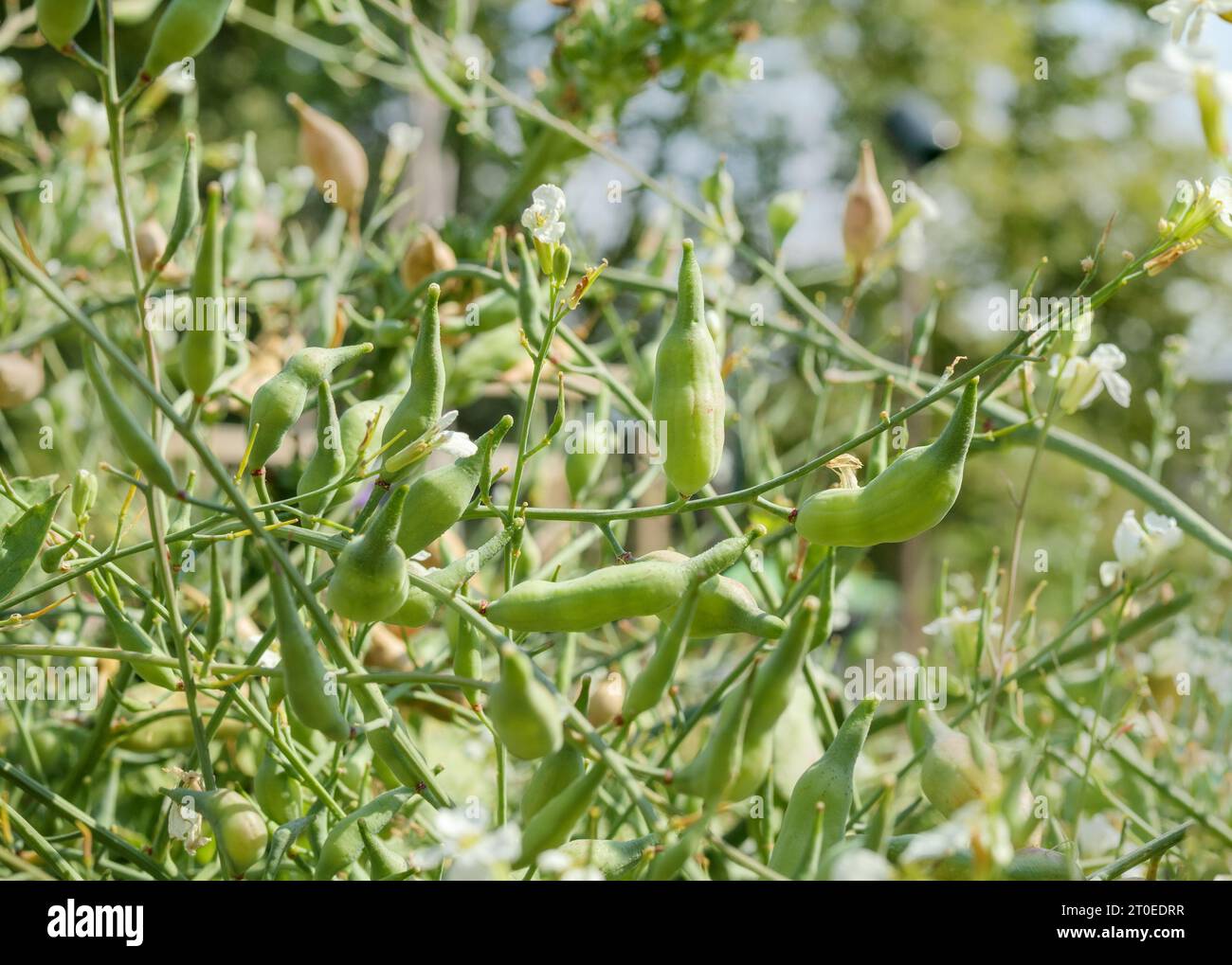 rose plant seeds Balsamine Rose Flower Seeds