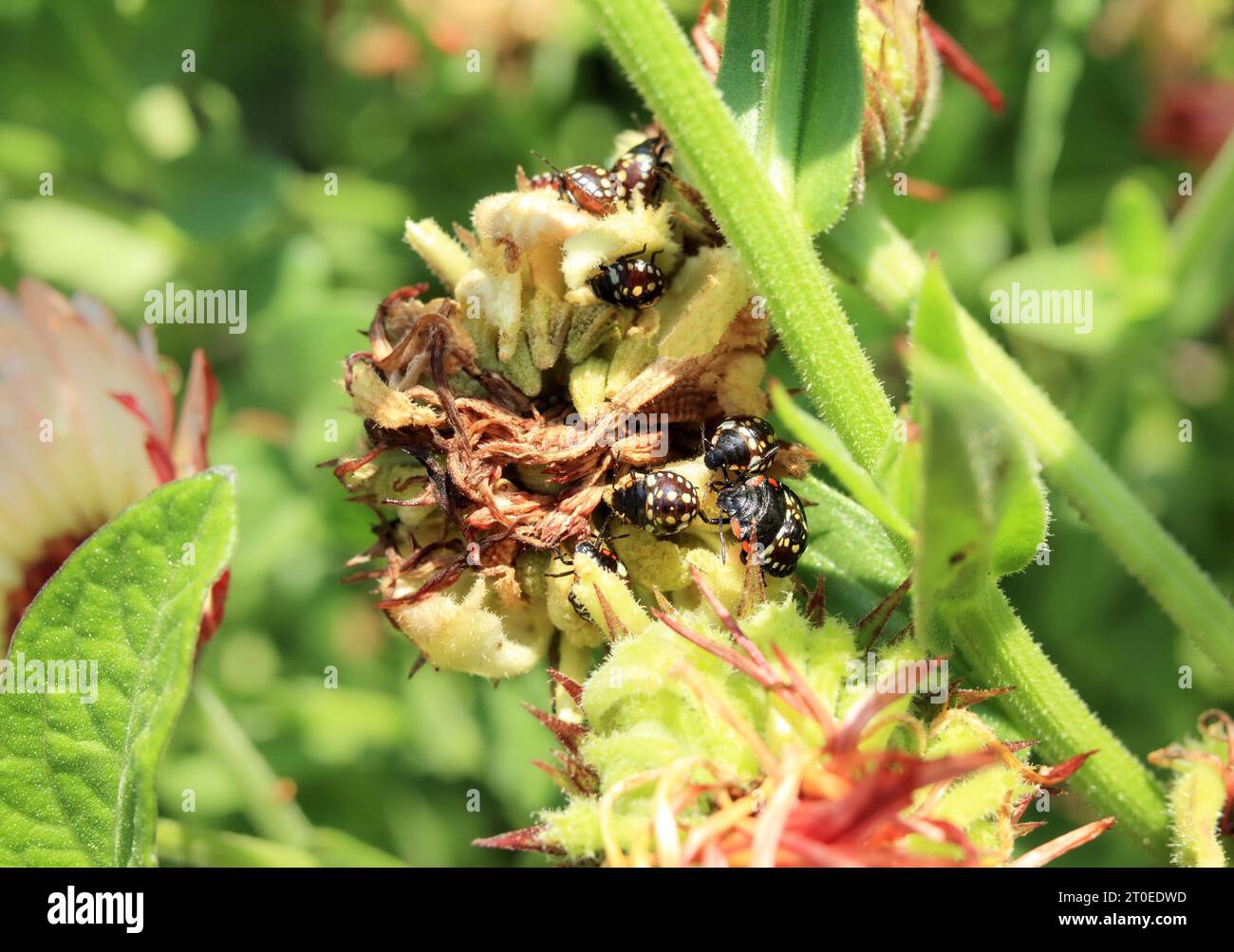 Southern green stink bug infestation on calendula flowers, top view. Group of 2th and 3th instar nymphs from southern green shield bug or Nezara virid Stock Photo