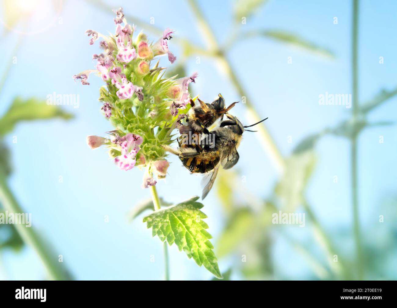 Convenience polyandry hires stock photography and images Alamy