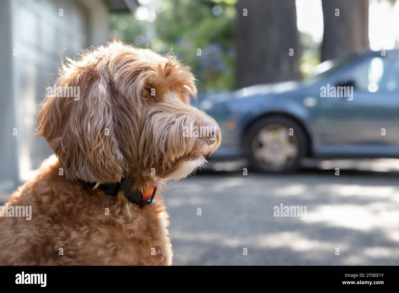 Side profile of dog sitting in front of the house looking at something curios. Cute female Labradoodle dog enjoying the shade and watching the neighbo Stock Photo