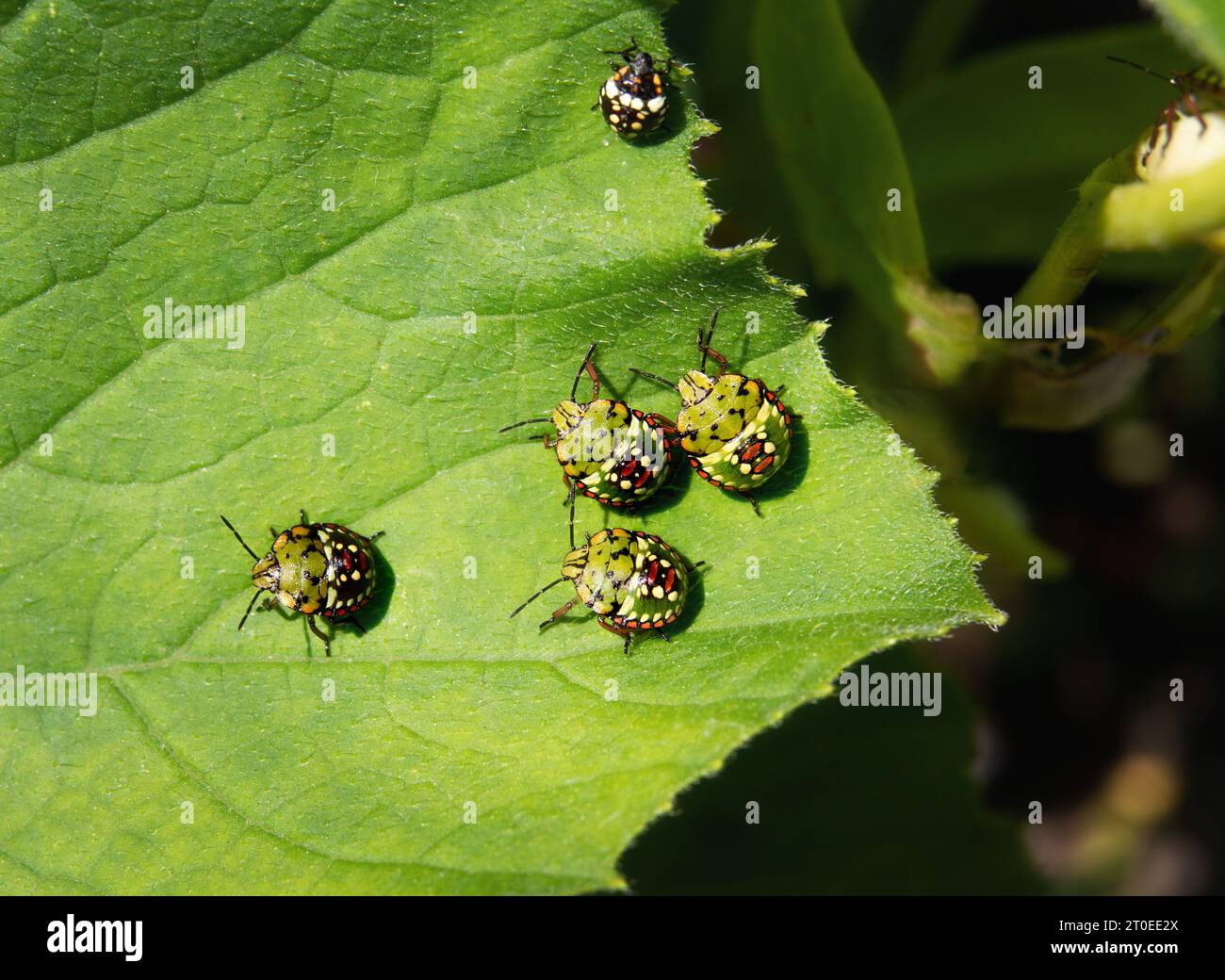 Baby stink bugs online