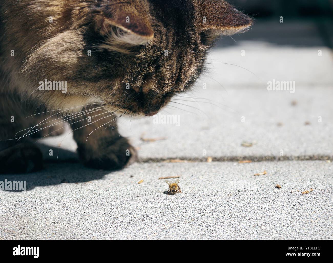 Curious cat looking at bee outside. Cute tabby cat staring with intense body language at an insect. Concept of bee stings in cats, dogs and pets. 16 y Stock Photo