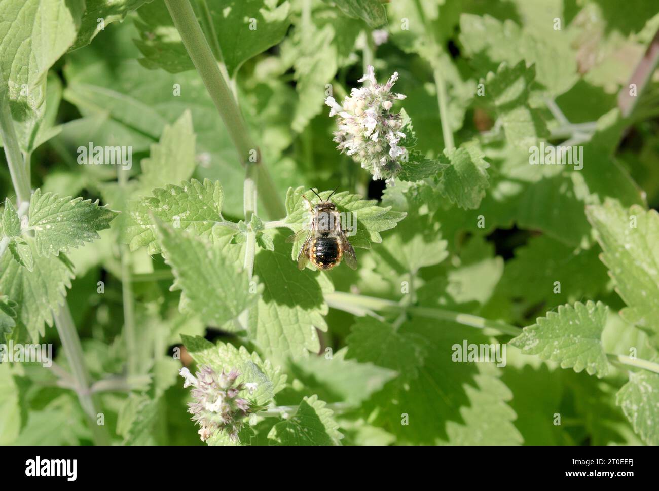Wool carder bee resting on catnip plant in garden. Top view of large bee with yellow spots sitting on green leaves. Belongs to the leaf-cutter bees or Stock Photo