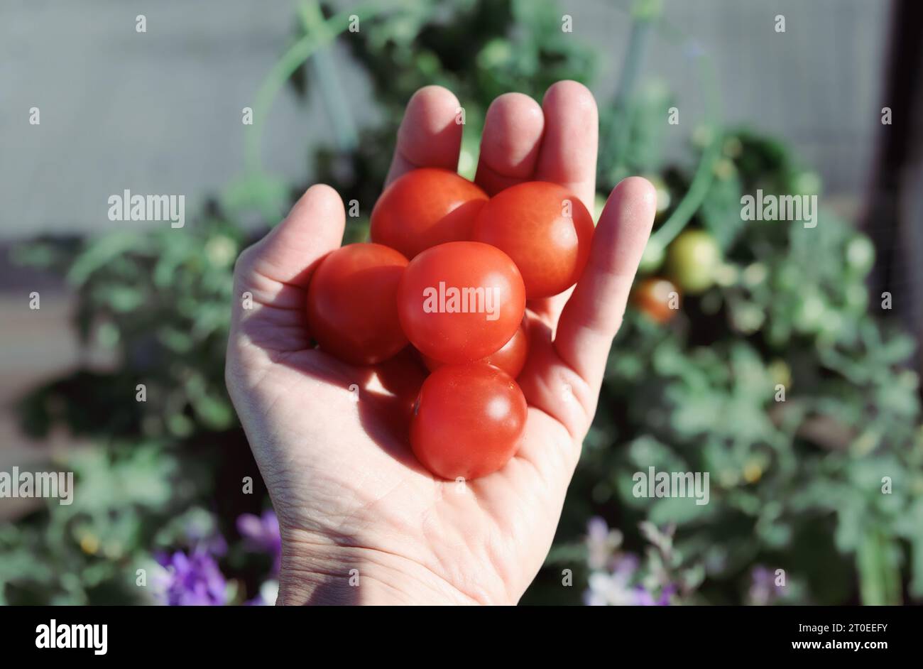 Fresh picked red cherry tomatoes held by a hand with bush tomato plant