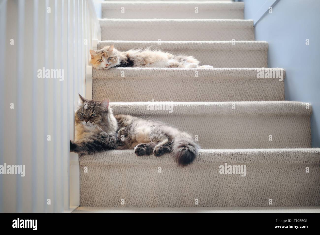 Two cats lying on the stairs. Front view of fluffy senior tabby cat and