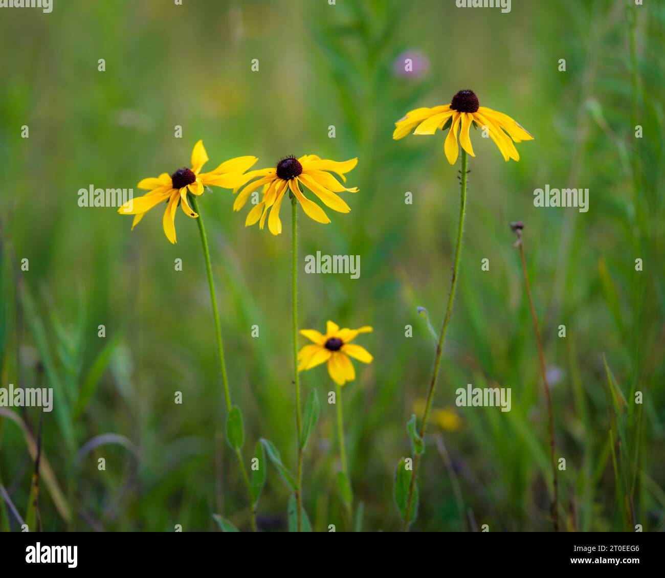 Discover wildflowers hi-res stock photography and images - Alamy