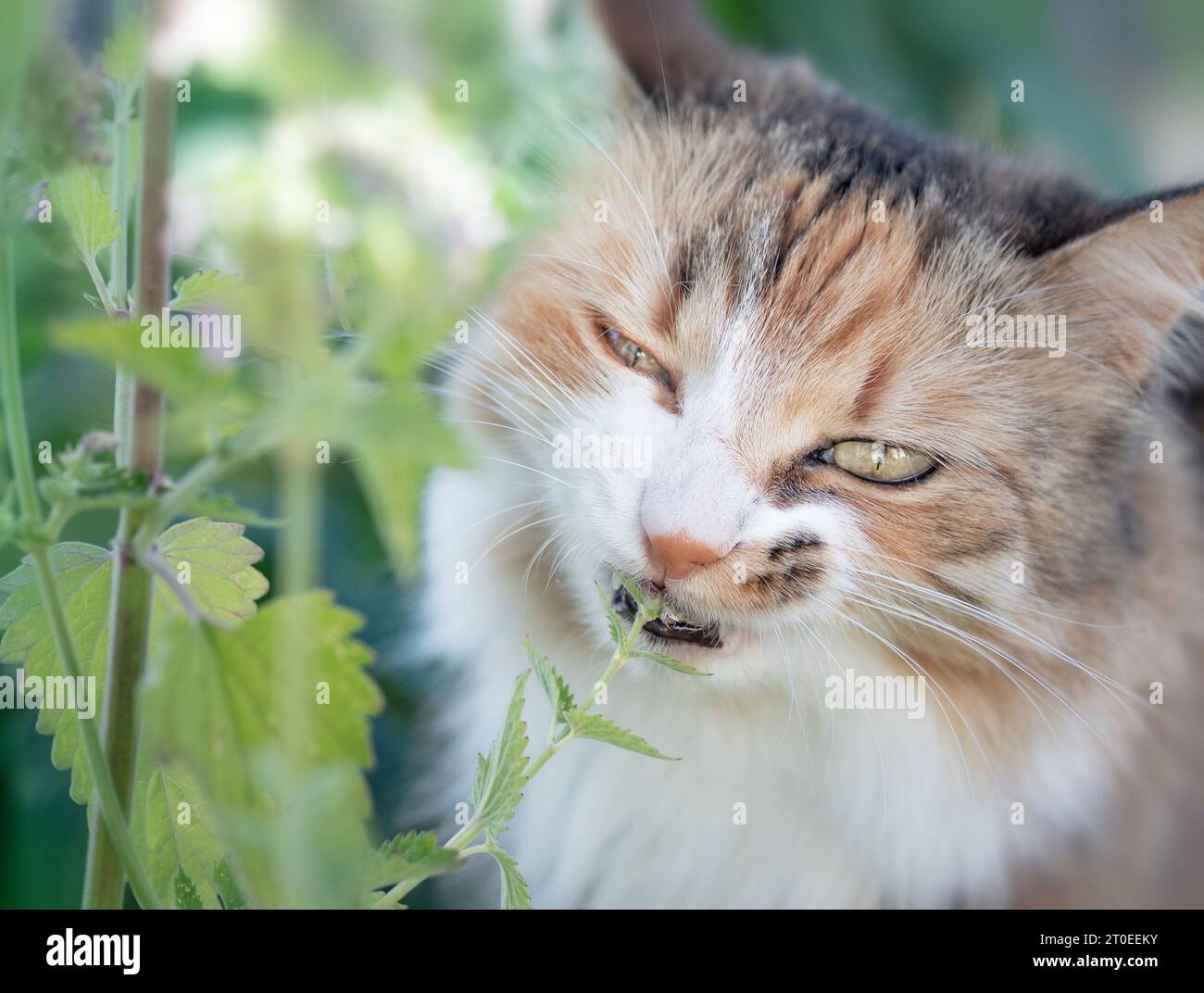 Cat eating catnip, outside. Headshot of calico kitty standing behind