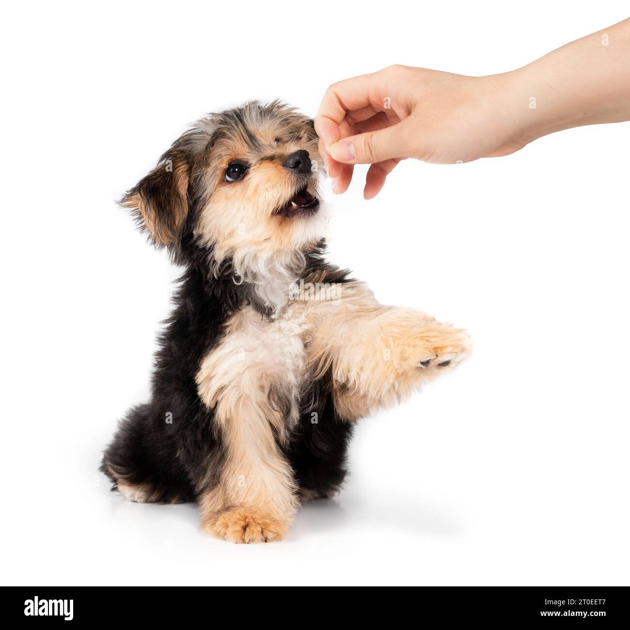 Cute puppy obedience training with owner or dog trainer. Small puppy sitting while a hand is holding a treat above the dog head. Black and brown 4 mon Stock Photo