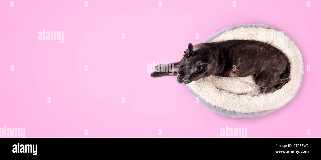 Dog in dog bed on pink background. Top view of cute dog with front paws stretched outside of pet bed. 9 years old female black boston terrier pug mix Stock Photo