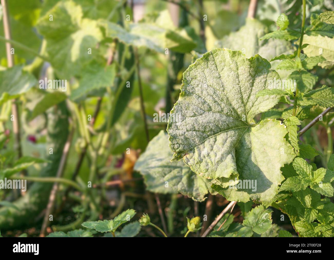 Powdery mildew on leaf in lush garden. White spores on top leave of eggplant. Fungal disease contaminating vegetables, cucurbits, nightshades and legu Stock Photo