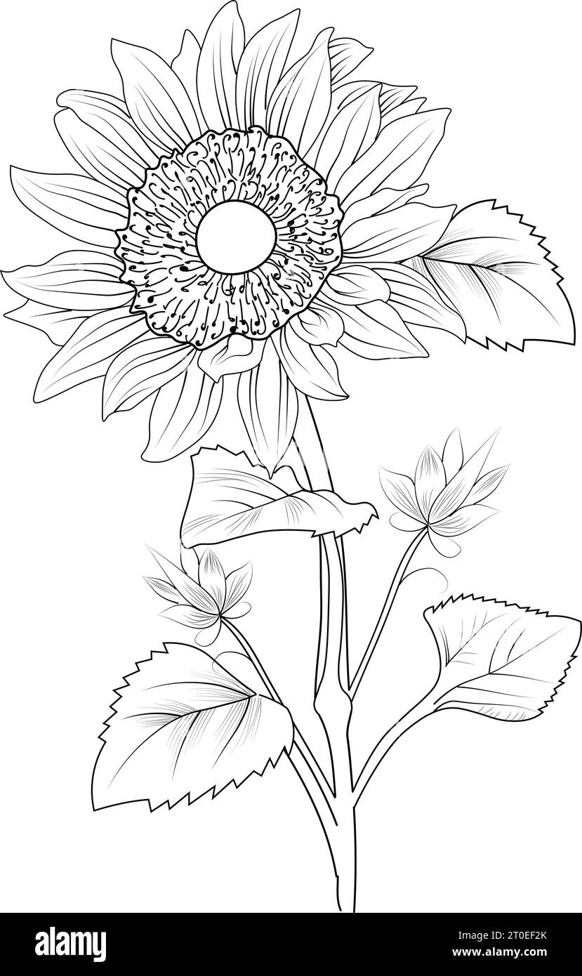 sunflower drawing for kids, small sunflower drawing for kids, botanical
