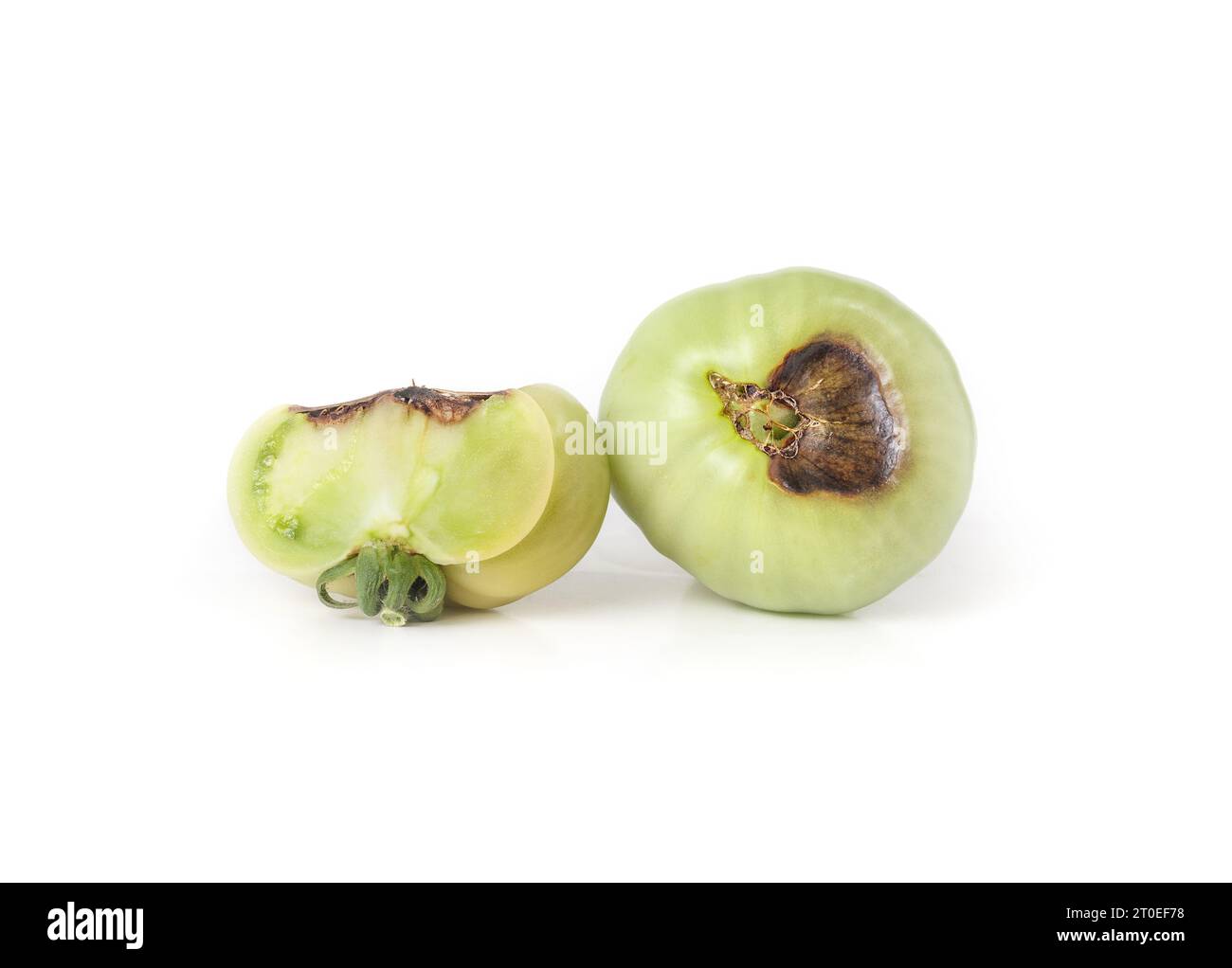 Tomatoes with blossom-end rot. Two unripe green tomato fruits with dark leathery brown spots from a calcium imbalance. Caused by environmental problem Stock Photo