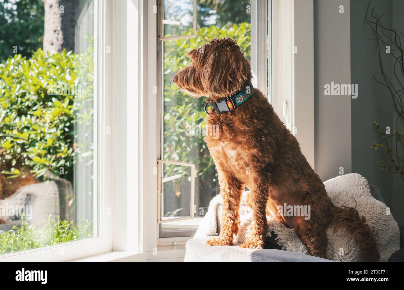 Curios dog sitting at the window on neighborhood watch. Side profile of cute female Labradoodle dog sitting on top of a sofa chair in front of windows Stock Photo