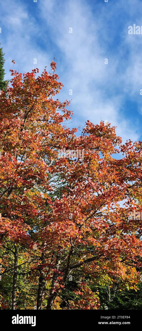 Victoria Park is a 3,000-acre natural woodland urban park in the center ...