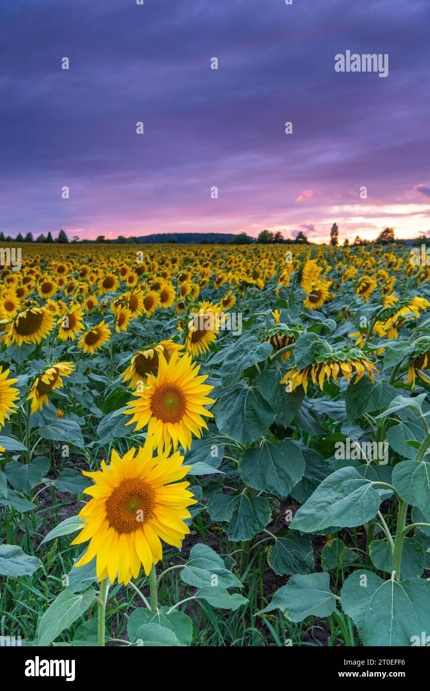 Sunflower field in the sunset Stock Photo - Alamy