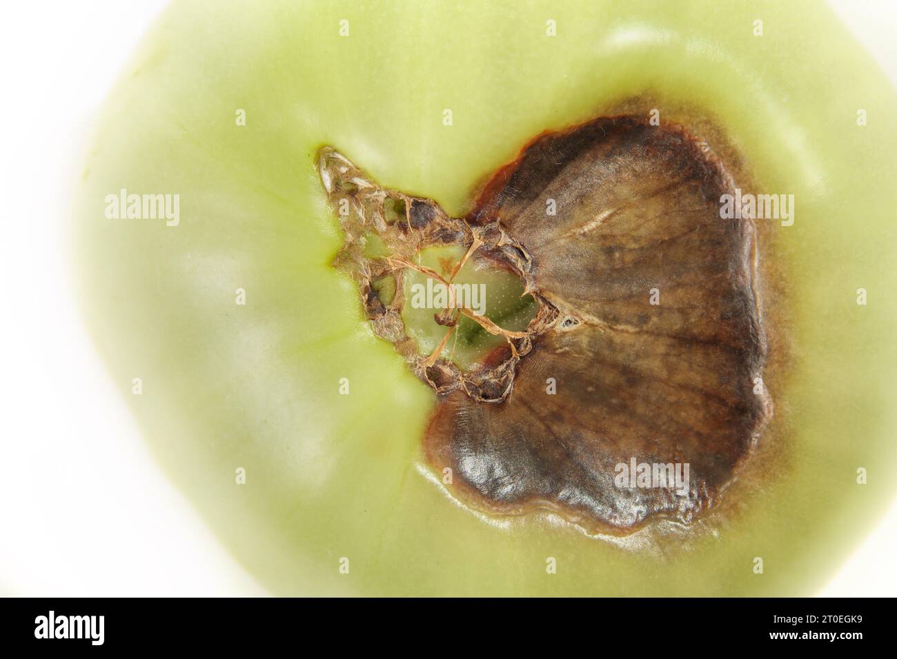 Top view of blossom end rot disease on tomato. Isolated unripe roadster tomato with rotten brown section from lack of calcium. White background. Selec Stock Photo