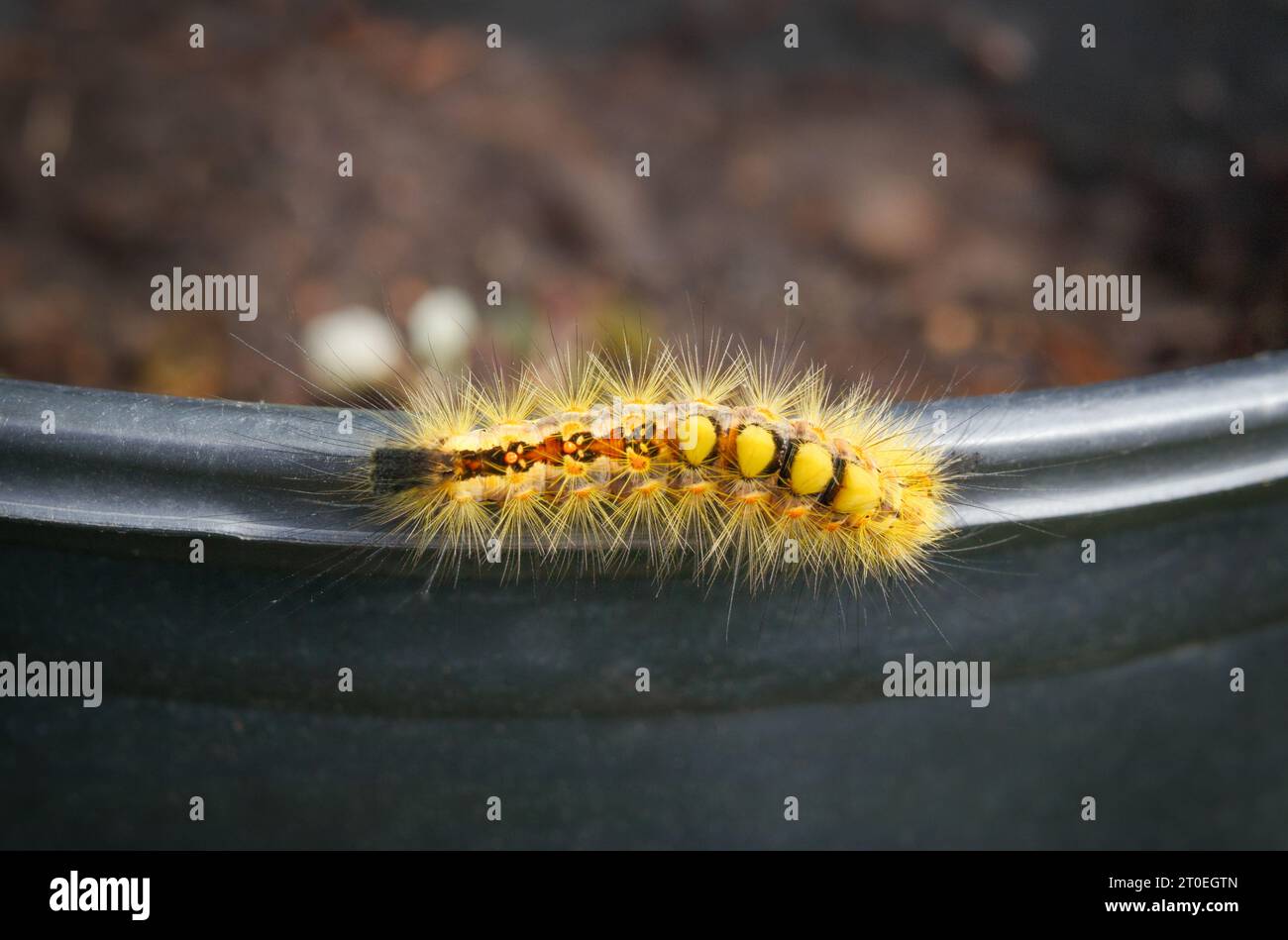 Yellow fuzzy caterpillar on plant pot.  Rusty tussock moth caterpillar or Orgyia antiqua (L.) Long yellow hairs, orange dots and tufts. Stinging hairs Stock Photo