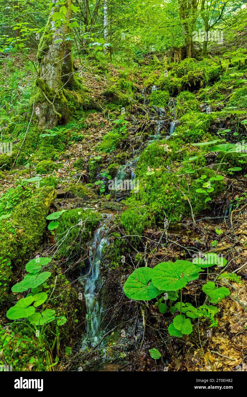 The source of the White Saar on the Donon, Vosges, Departement Bas-Rhin, Grand Est, France Stock Photo
