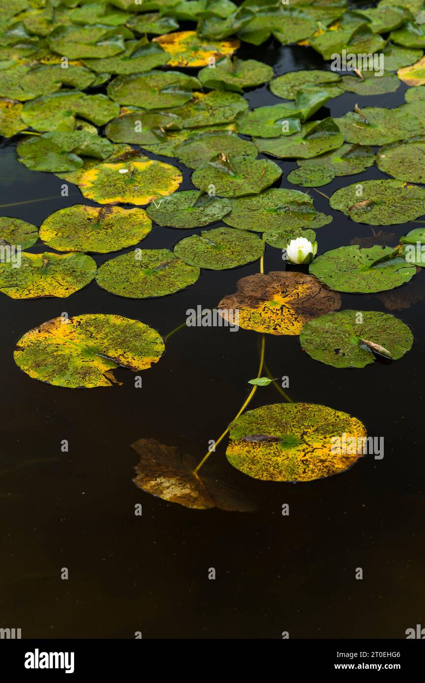 Water lily, single white flower and floating leaves in dark water of a lake, Pfälzerwald Nature Park, Pfälzerwald-Nordvogesen Biosphere Reserve, Germany, Rhineland-Palatinate Stock Photo