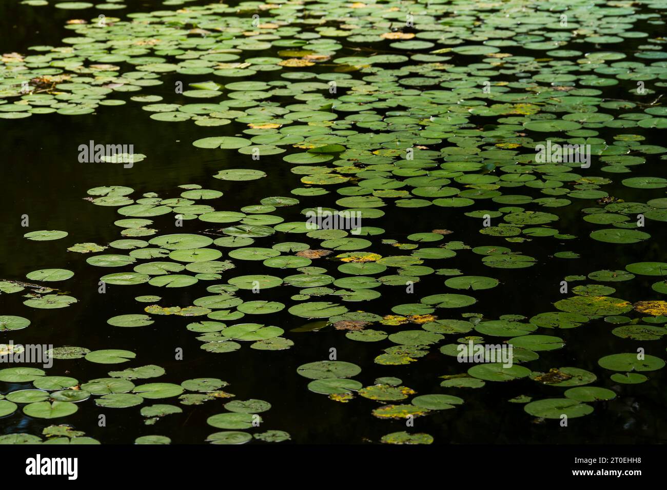 bright green pond rose leaves swimming in the dark water of a lake, Pfälzerwald Nature Park, Pfälzerwald-Nordvogesen Biosphere Reserve, Germany, Rhineland-Palatinate Stock Photo