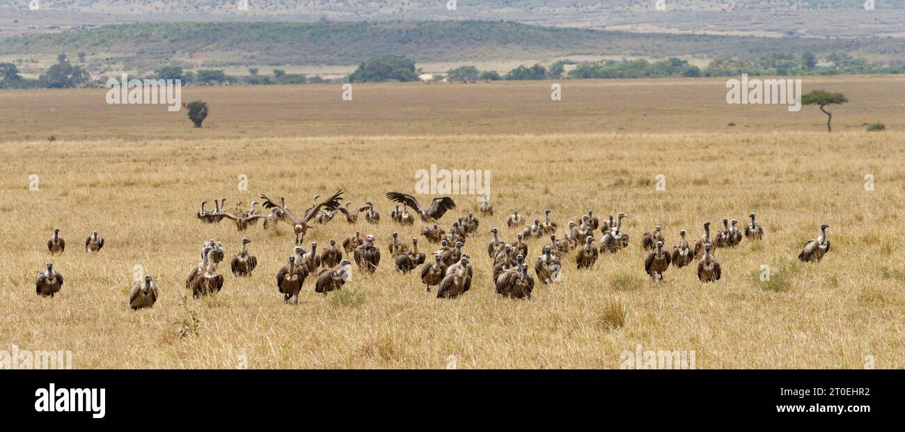 White-backed Vulture (Gyps africanusi), Lappet-faced vulture (Torgos tracheliotus) and Rueppell's vulture (Gyps rueppellii) wait for the next meal. Masai Mara Game Reserve, Kenya, Africa Stock Photo