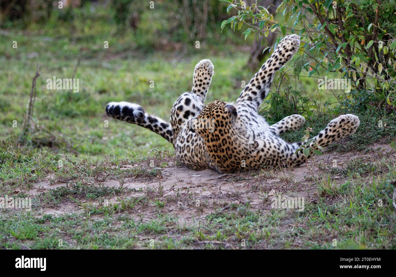 Leopard (Panthera pardus) takes a dust bath, Masai Mara Game Reserve ...
