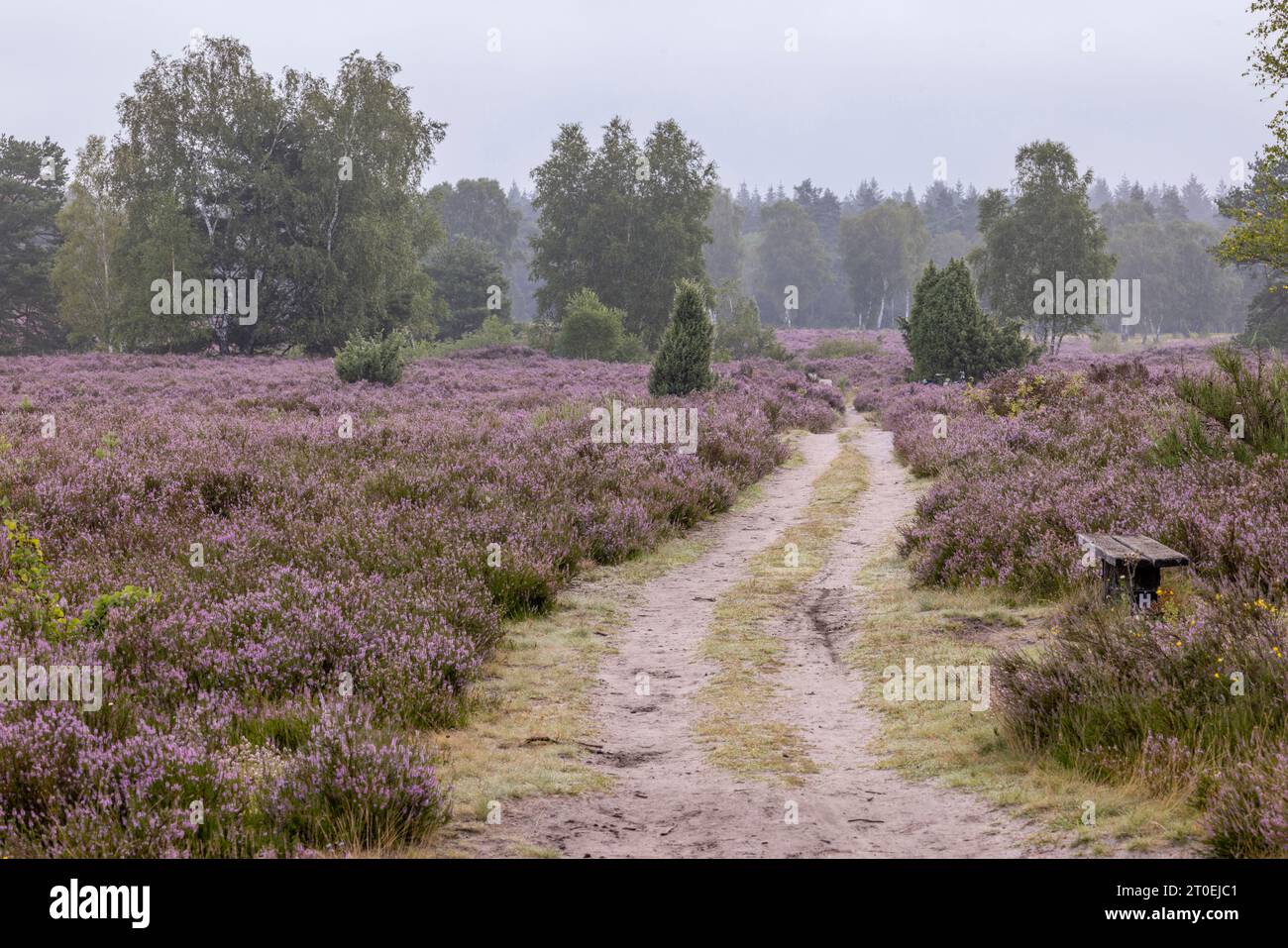 Hiking trail in the Behringer Heath Stock Photo