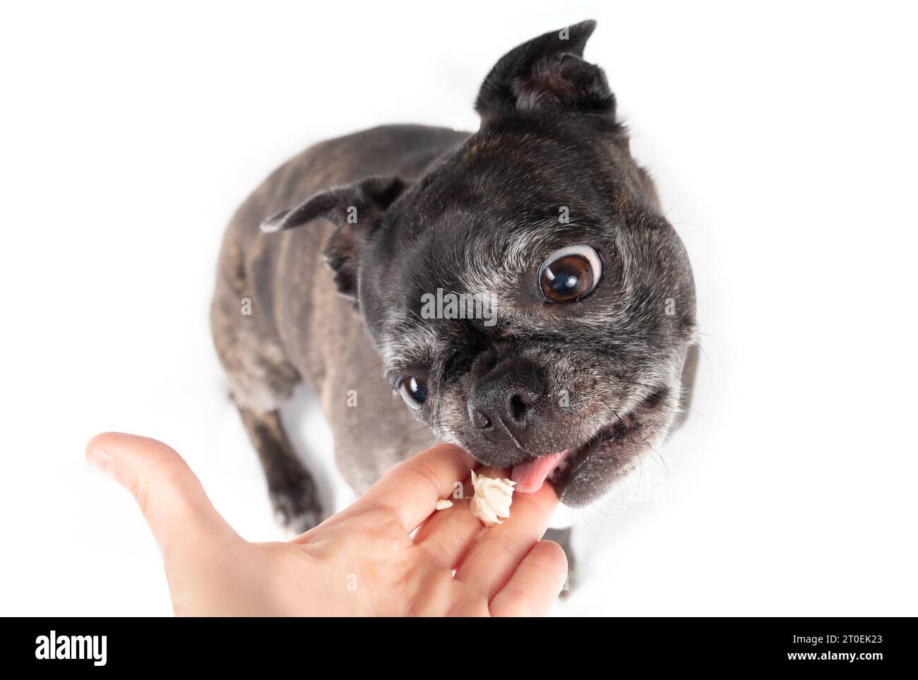 Senior dog licking tuna from hand with pink tongue. Top view of cute