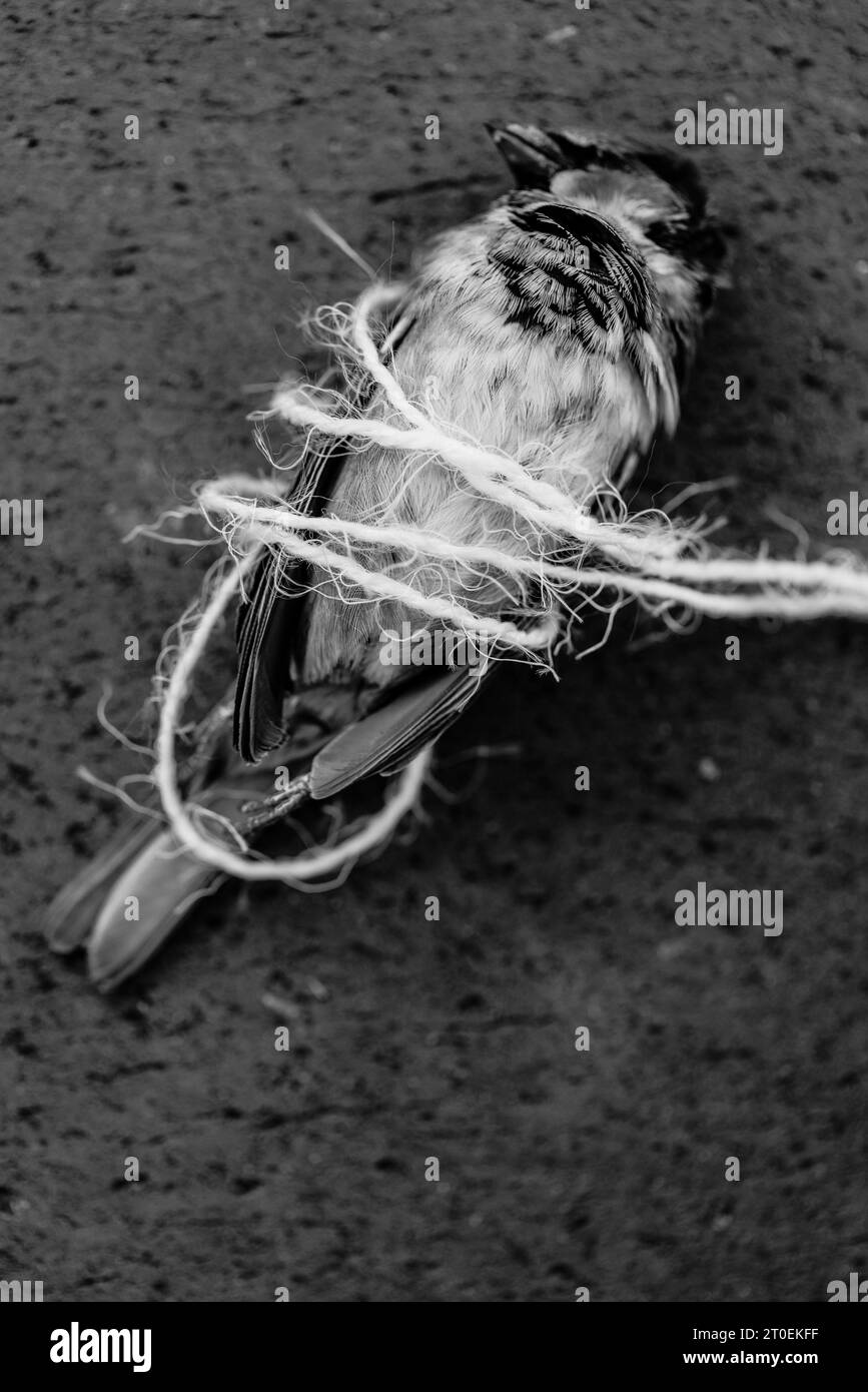 Dead sparrow wrapped with a woolen thread Stock Photo