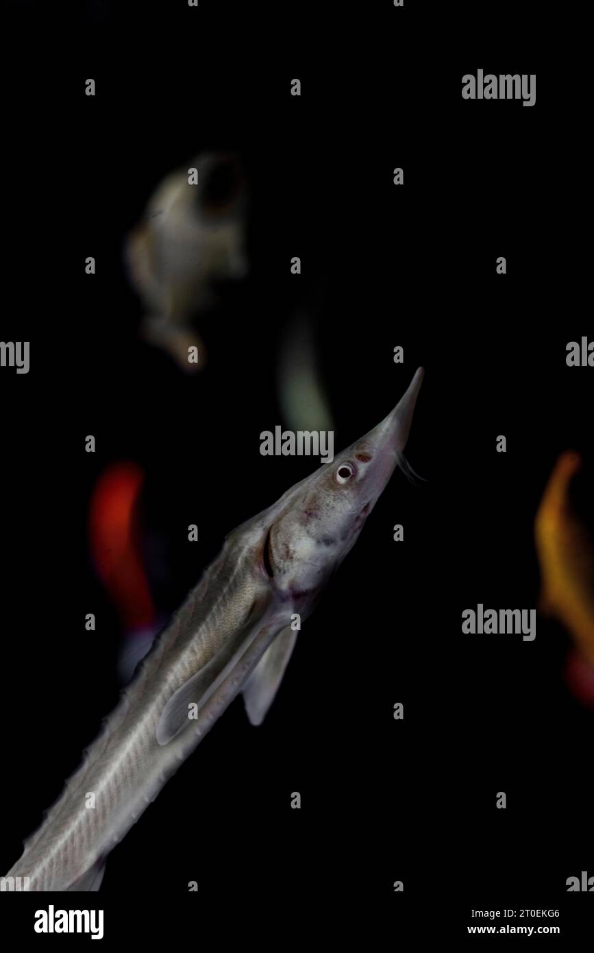 Fish in dark aquarium Stock Photo Alamy