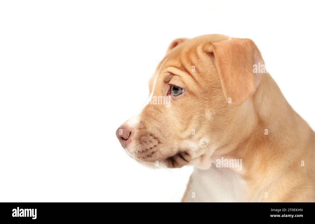 Isolated puppy headshot or side profile. Cute side view of large beige boxer mix puppy dog looking at something off screen. 12 weeks old, female Boxer Stock Photo