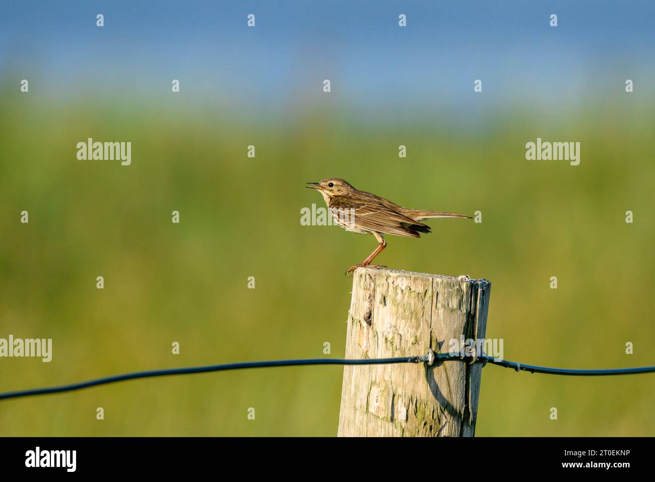 Tree pipit (Anthus trivialis) from the family of stilts and peepers (Motacillidae). Stock Photo