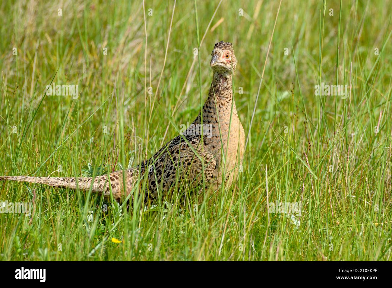 Germany, Lower Saxony, Juist, pheasant (Phasianus colchicus), Stock Photo