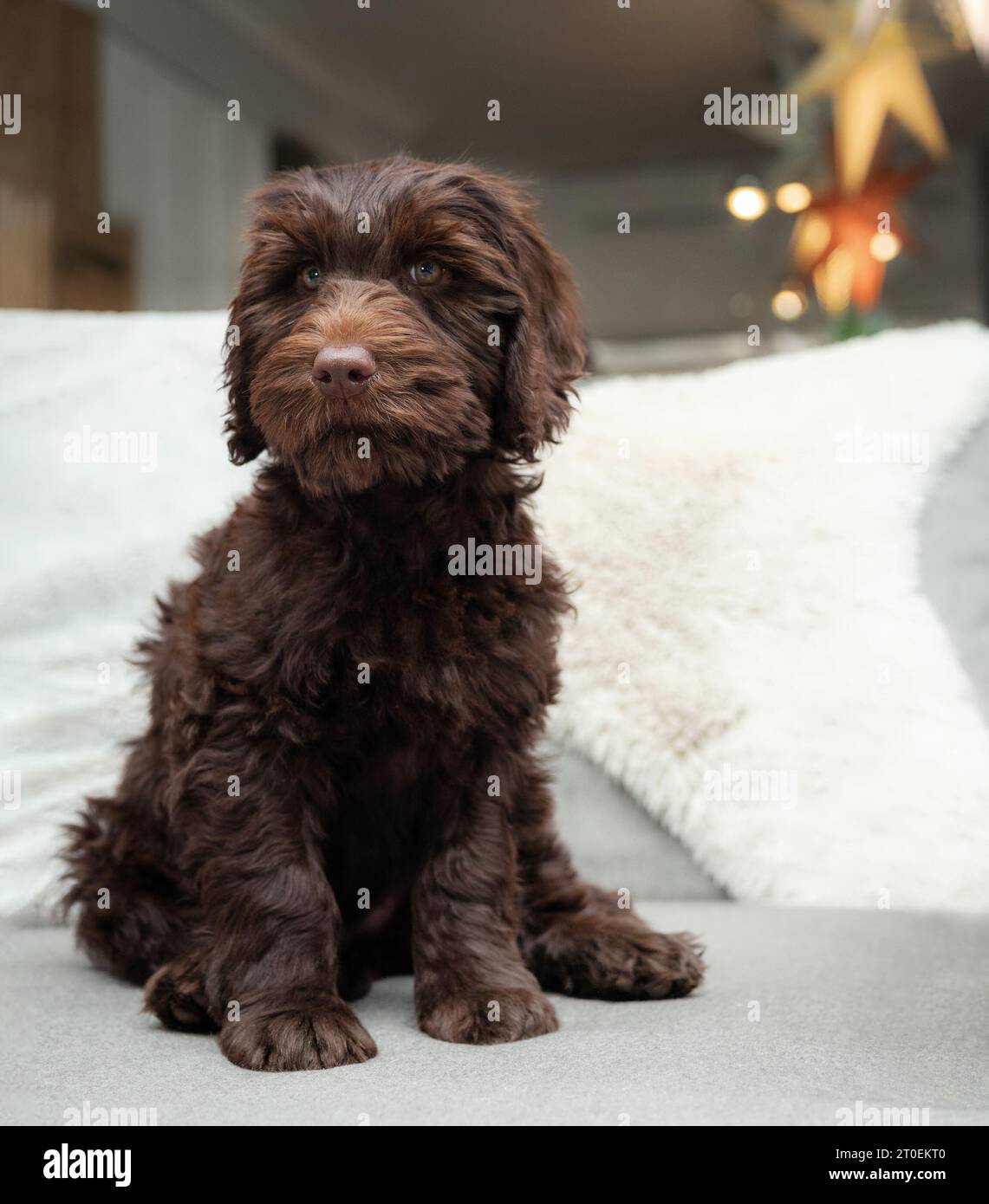 Dog wee indoors hires stock photography and images Alamy